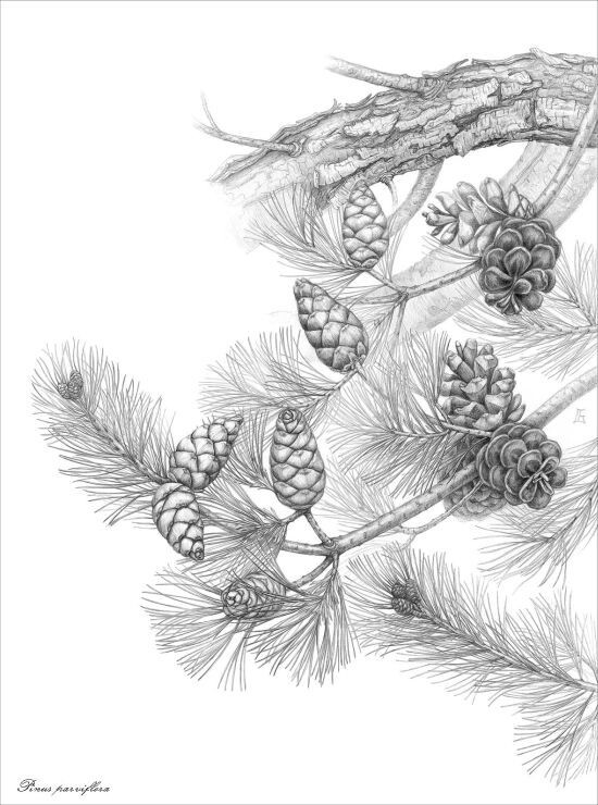 Pinus parviflora