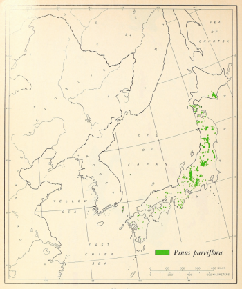 Pinus parviflora