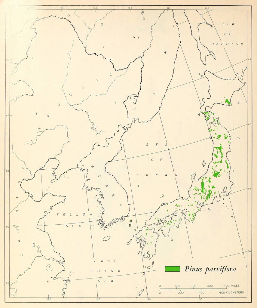 Pinus parviflora