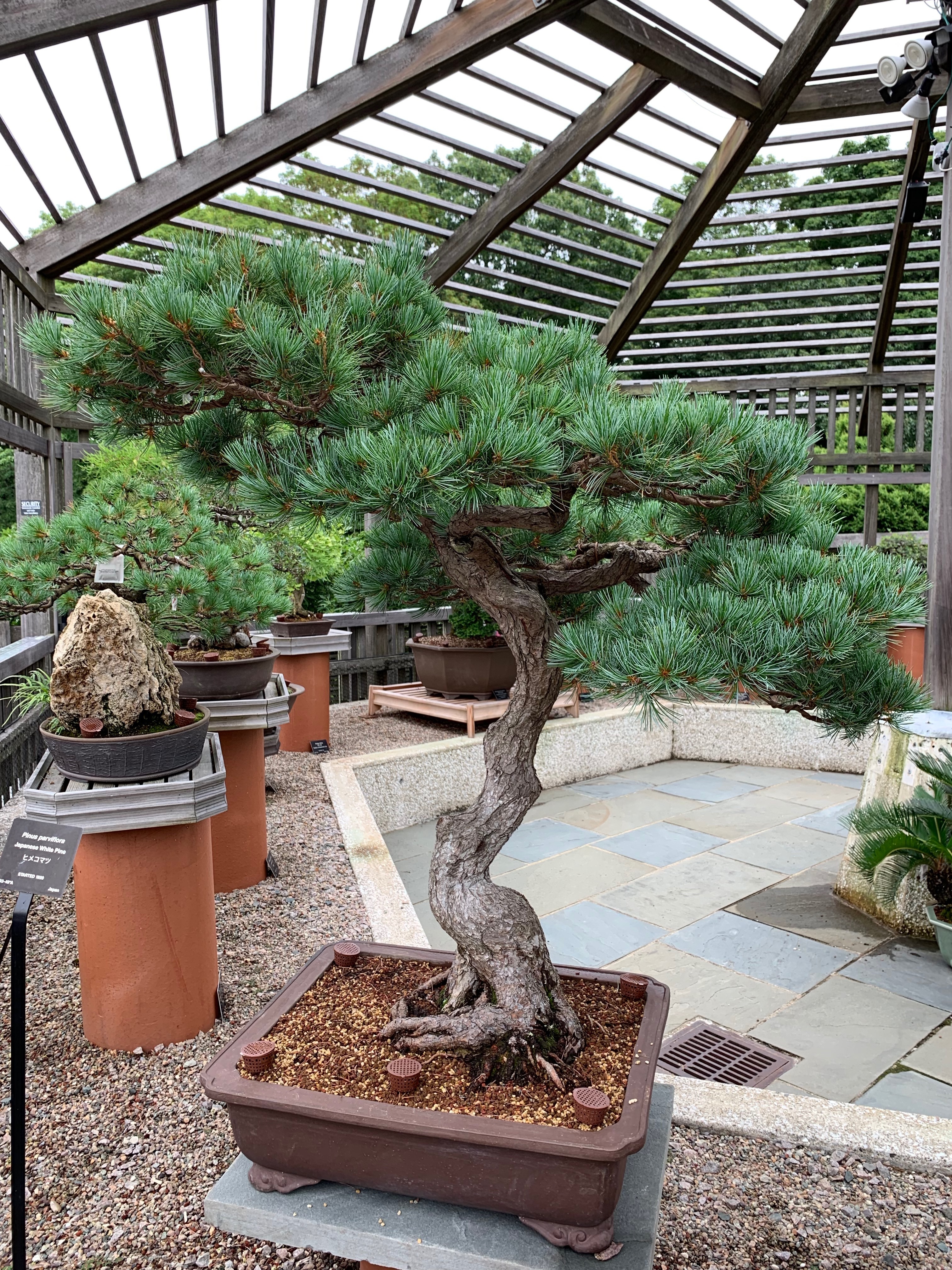 Pinus parviflora