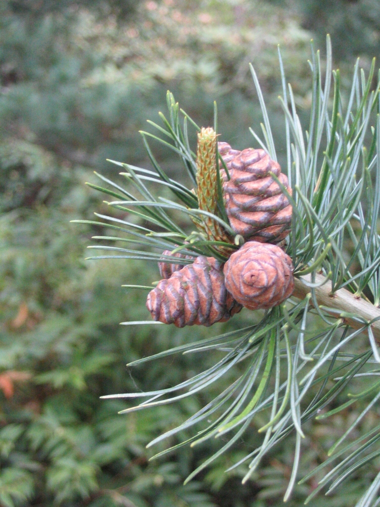 Pinus parviflora