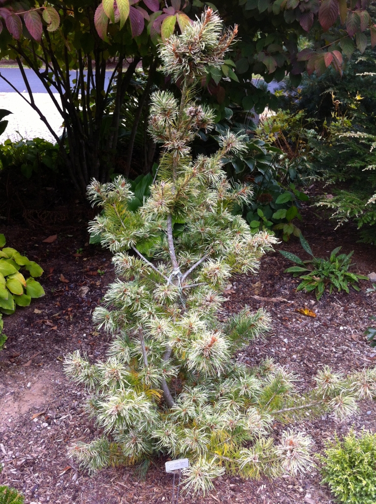 Pinus parviflora