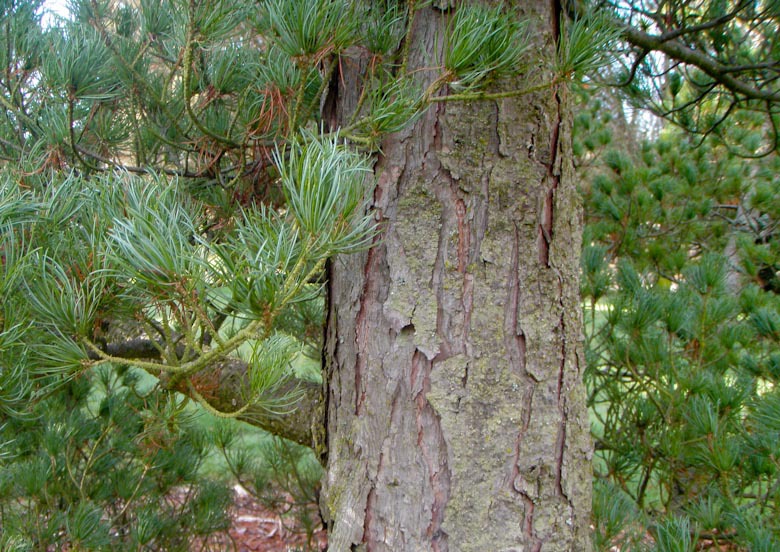 Pinus parviflora