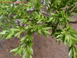 Falcatifolium papuanum