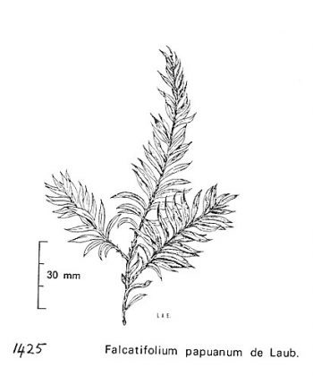 Falcatifolium papuanum