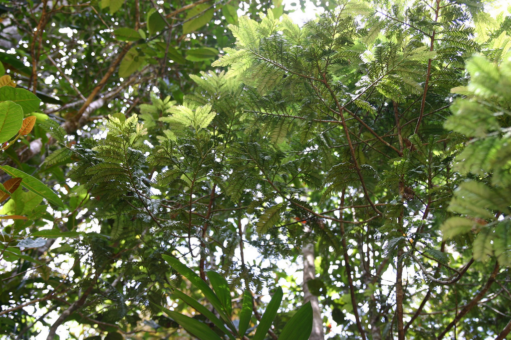 Acmopyle pancheri