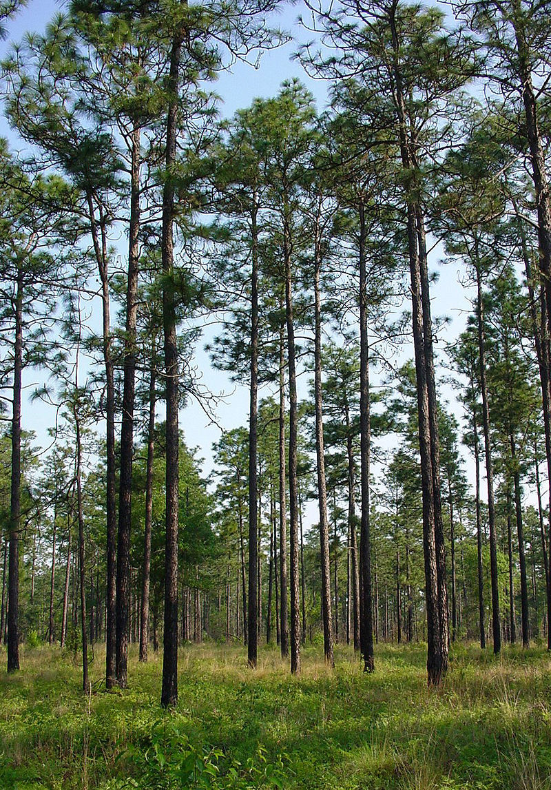 Pinus palustris