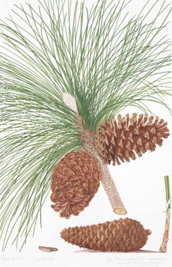 Pinus palustris