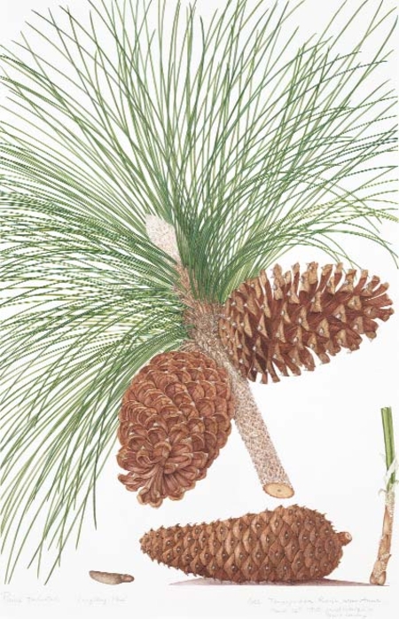 Pinus palustris