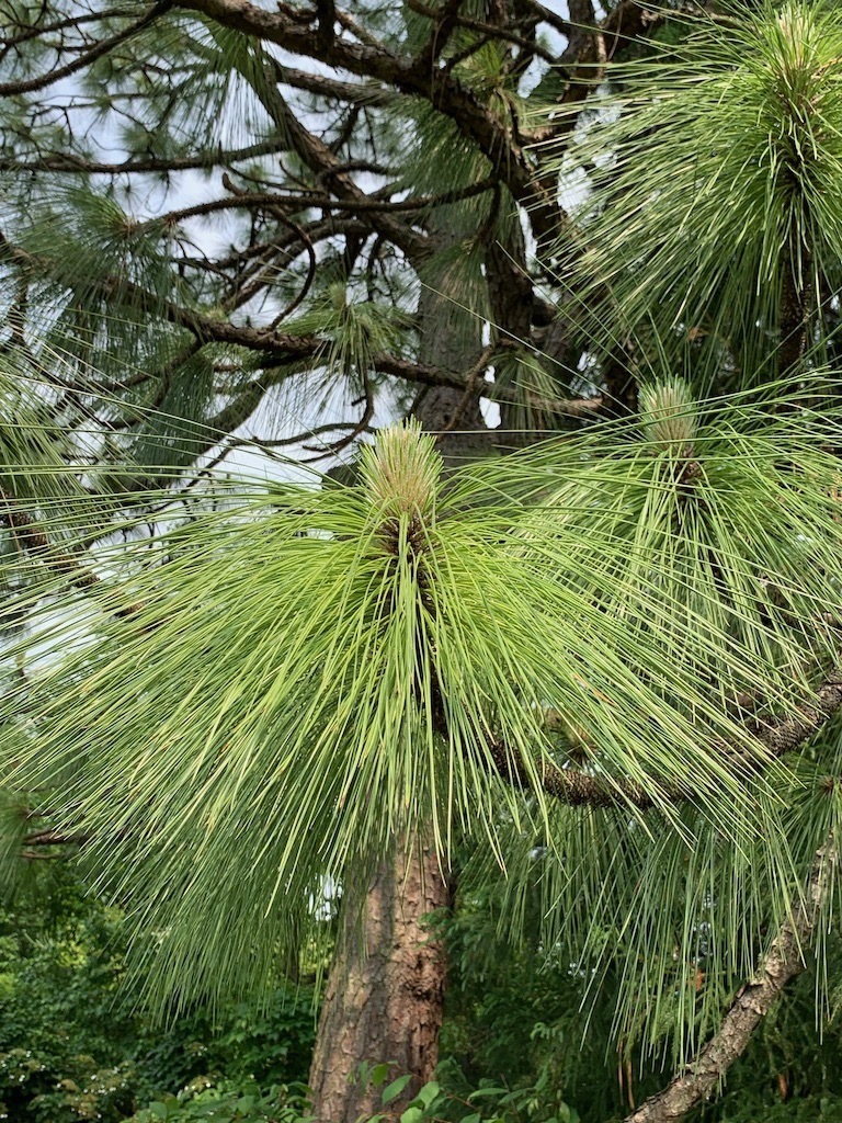 Pinus palustris