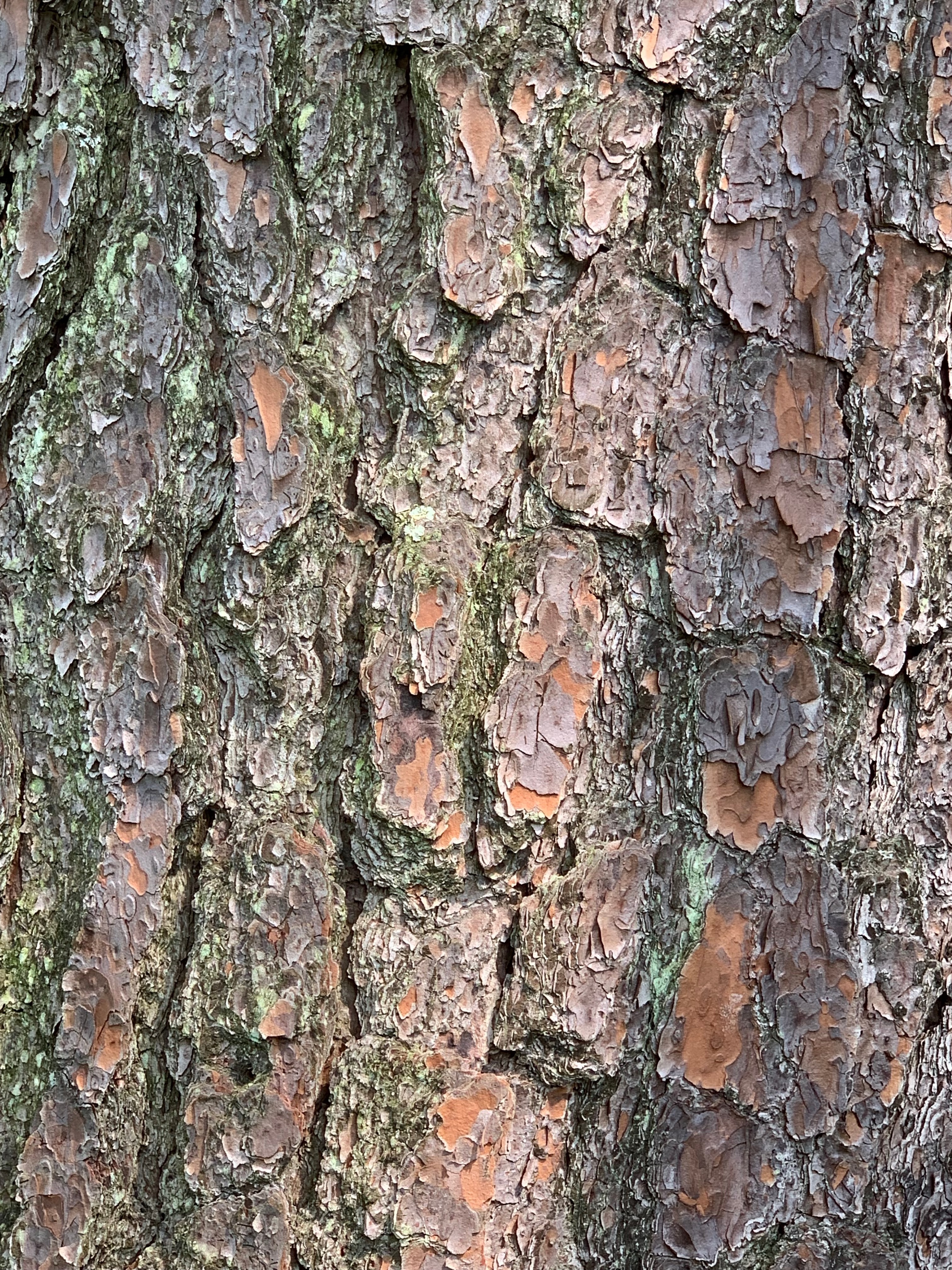Pinus palustris