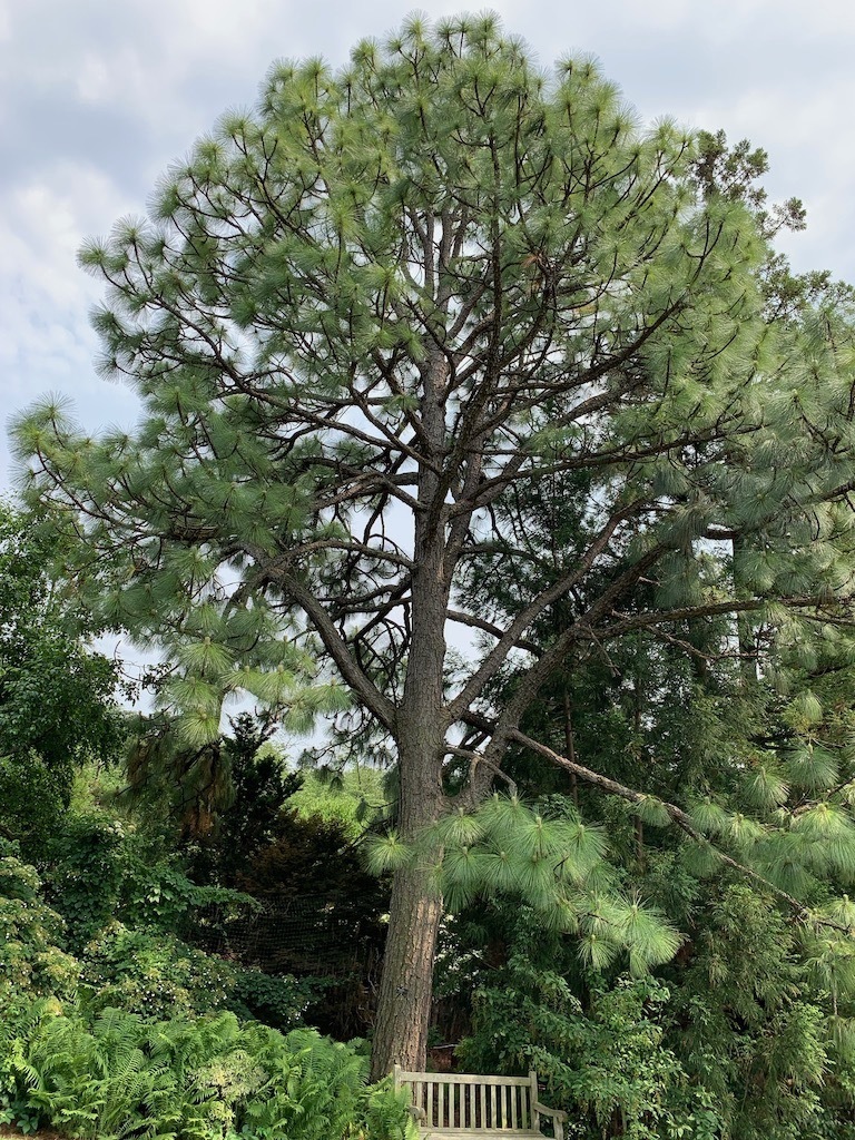Pinus palustris
