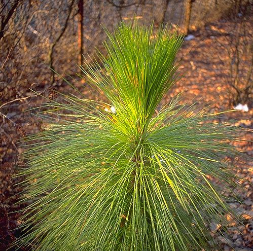 Pinus palustris