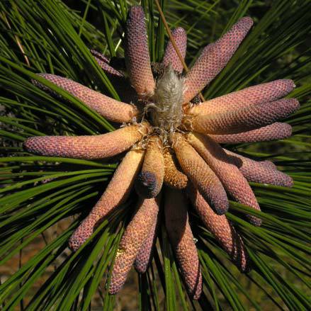 Pinus palustris