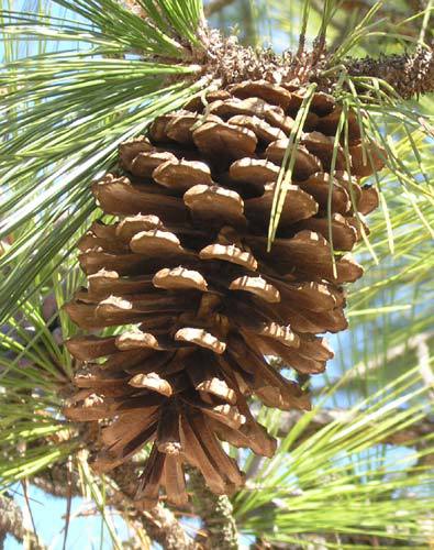 Pinus palustris