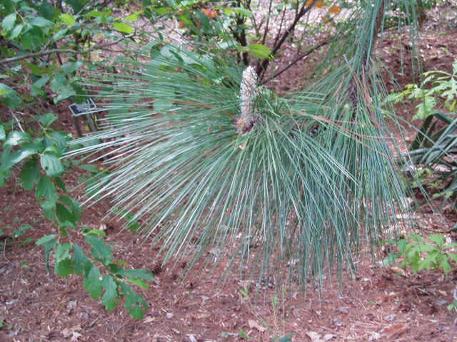 Pinus palustris