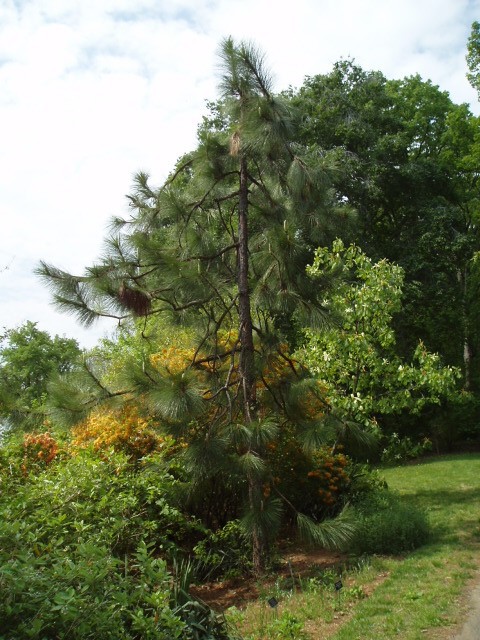 Pinus palustris