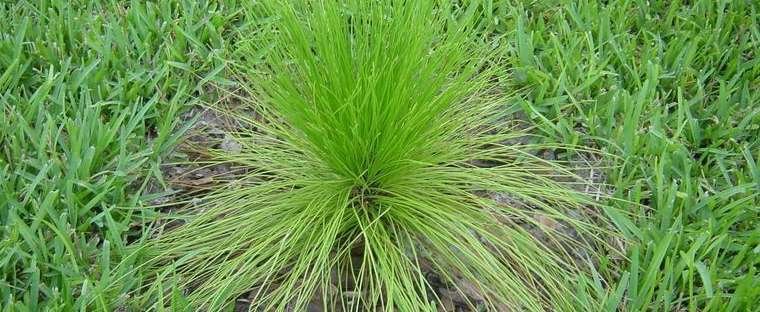 Pinus palustris