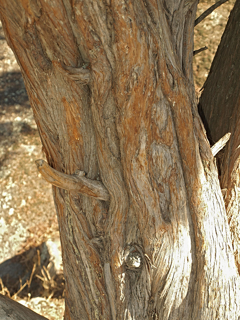Juniperus oxycedrus