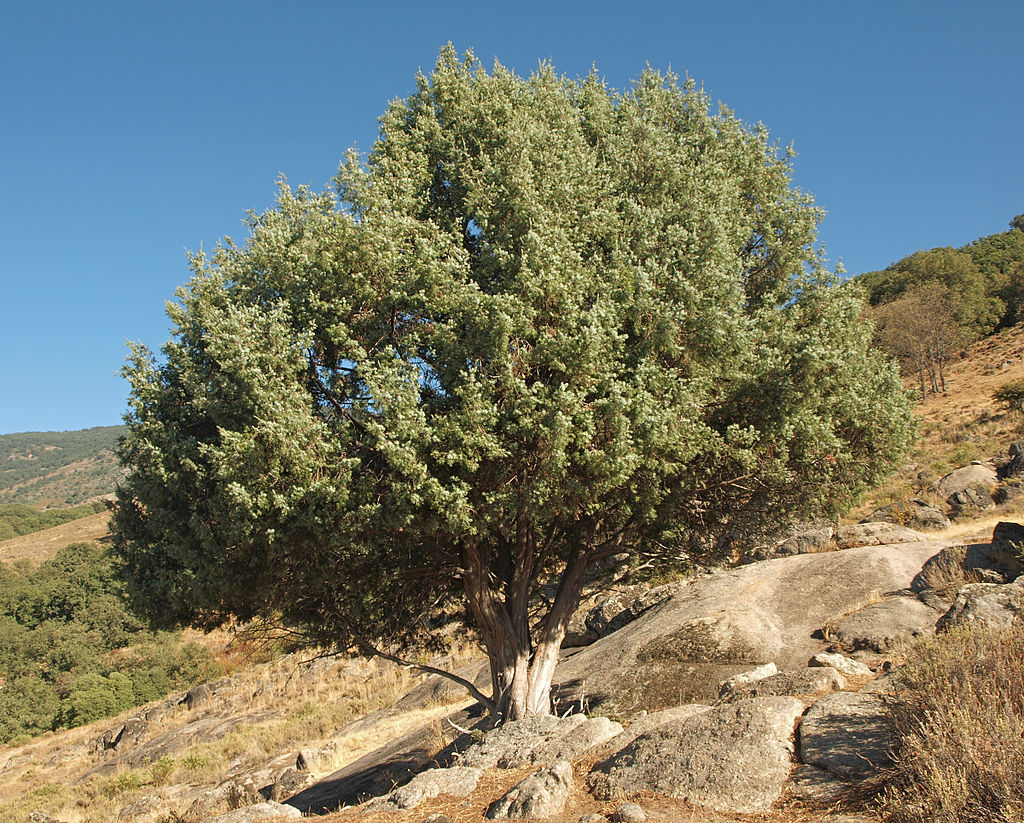 Juniperus oxycedrus