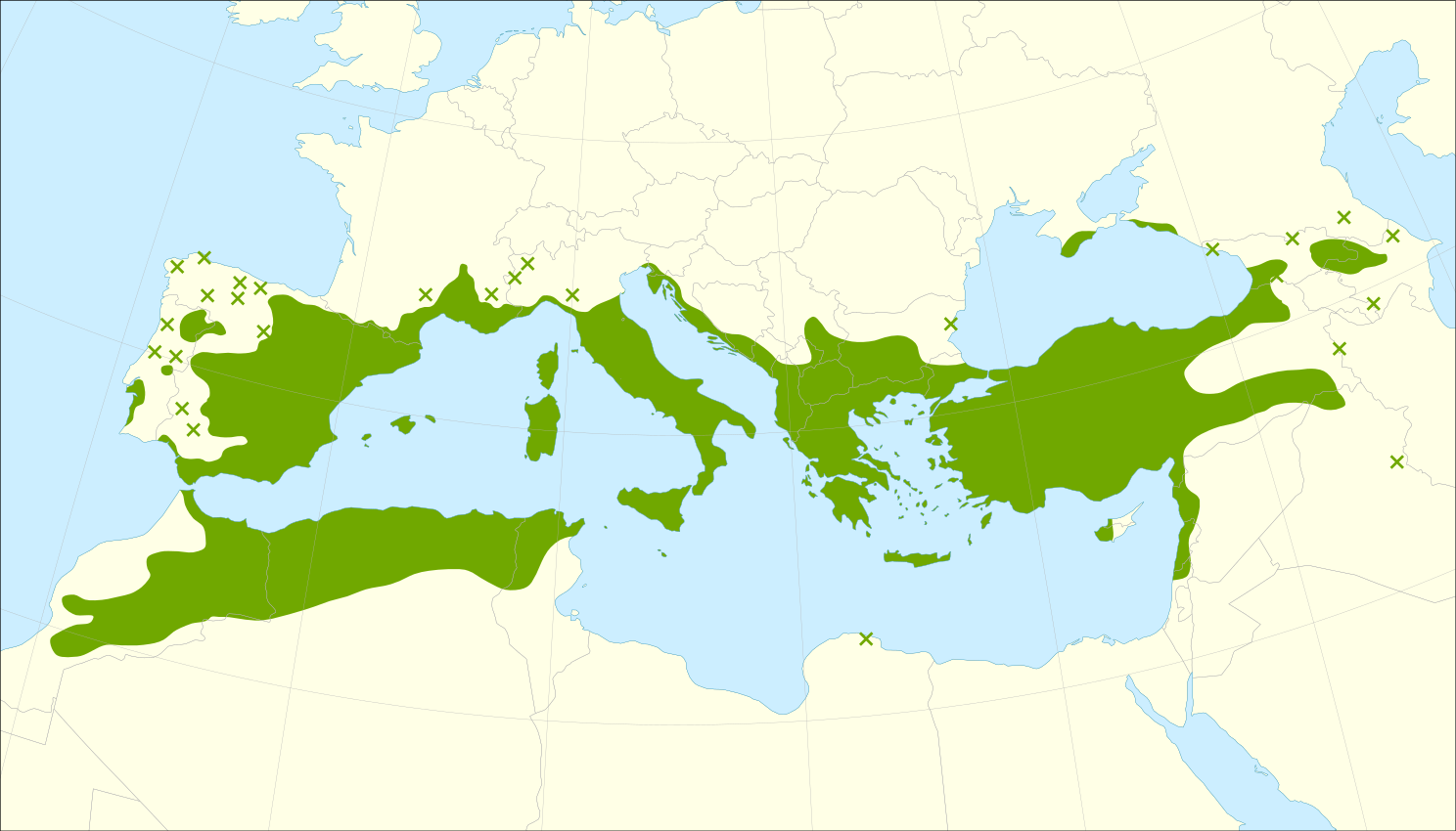 Juniperus oxycedrus