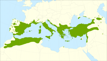 Juniperus oxycedrus