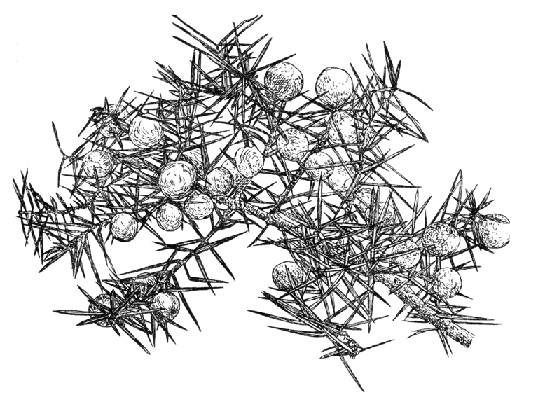 Juniperus oxycedrus