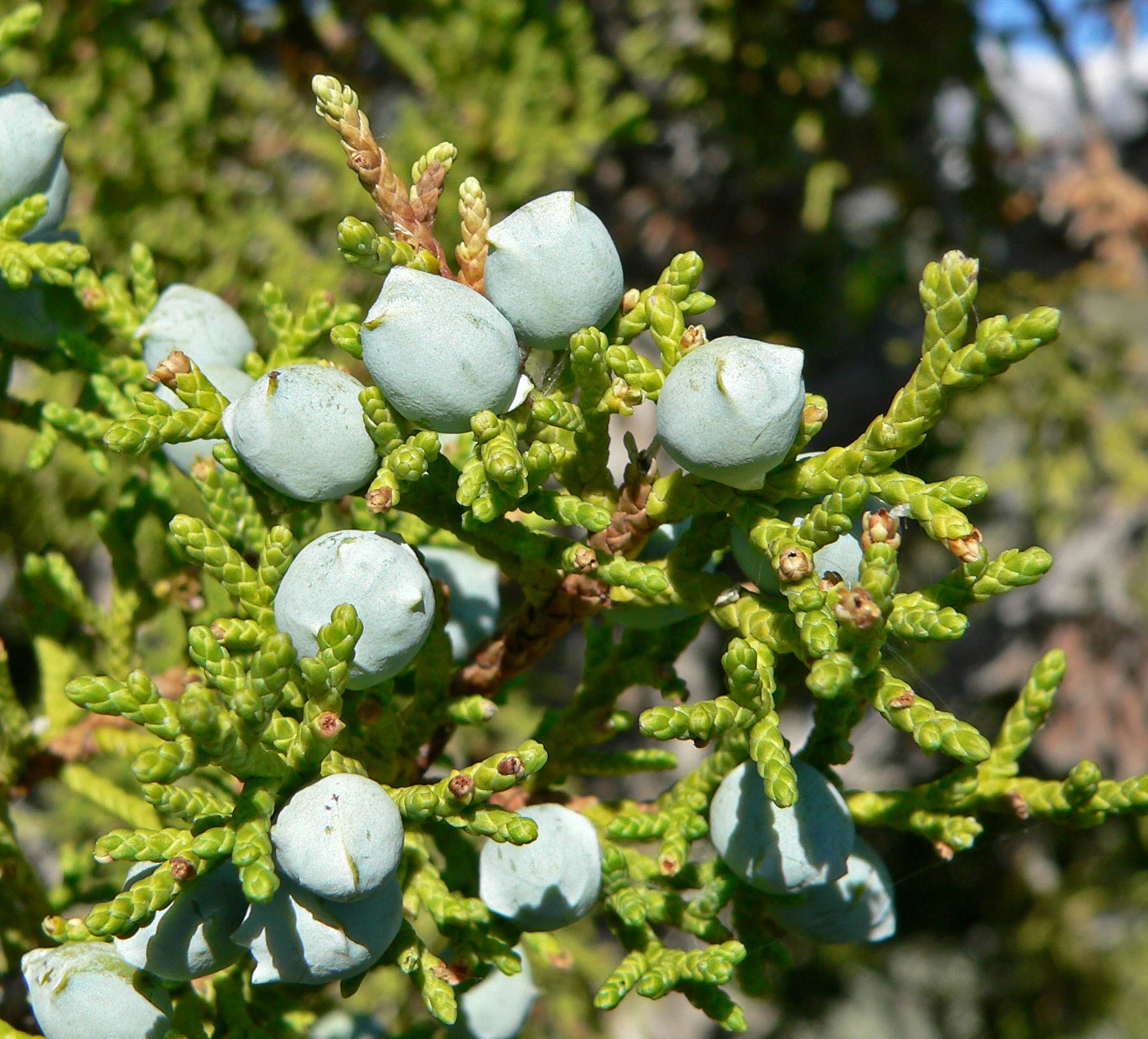 Juniperus osteosperma