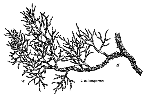 Juniperus osteosperma