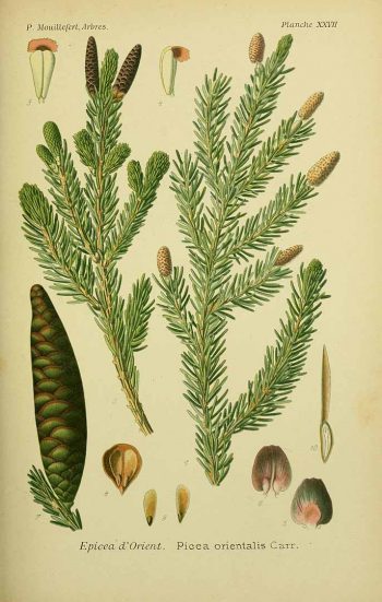 Picea orientalis