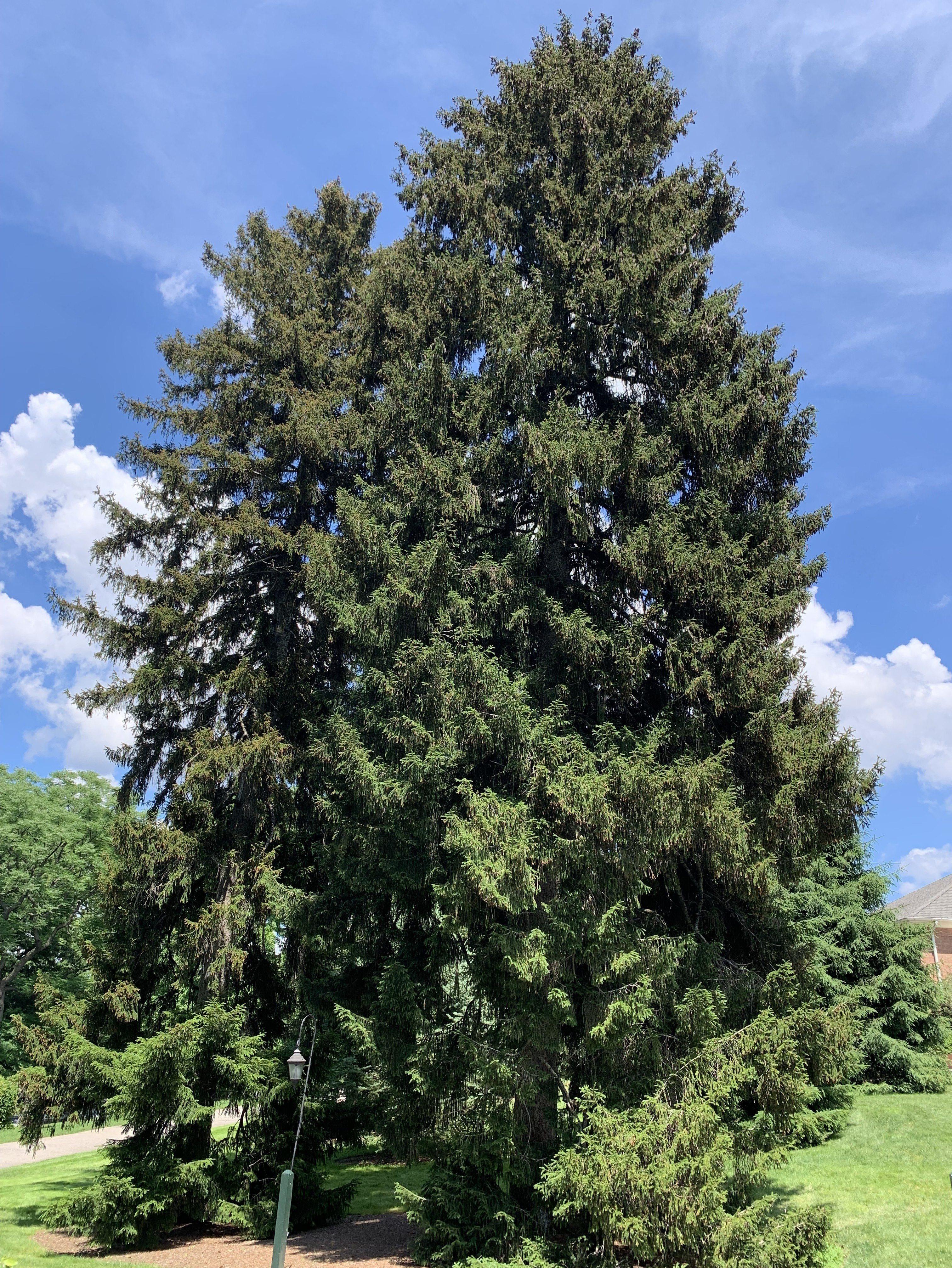 Picea orientalis
