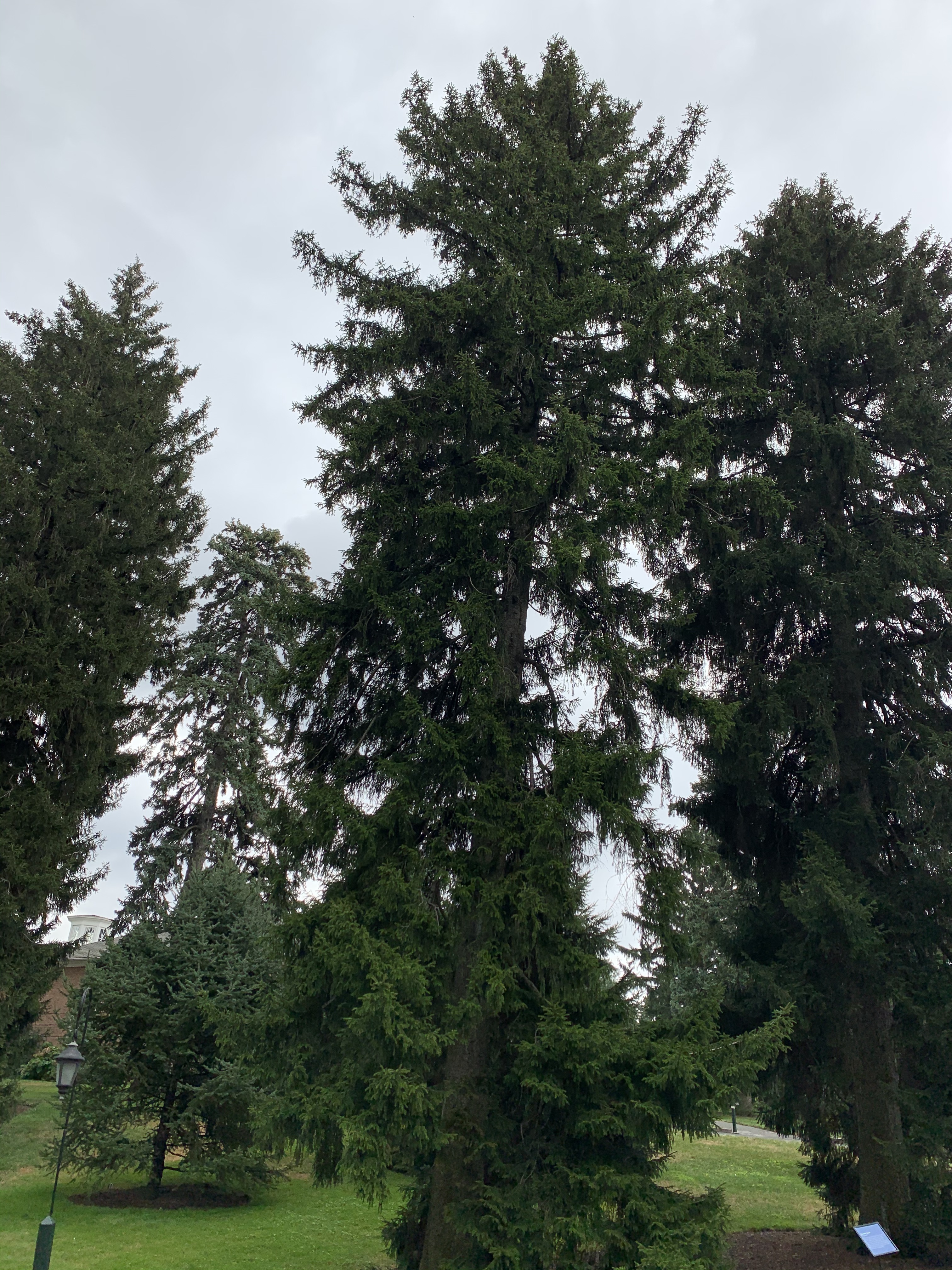 Picea orientalis