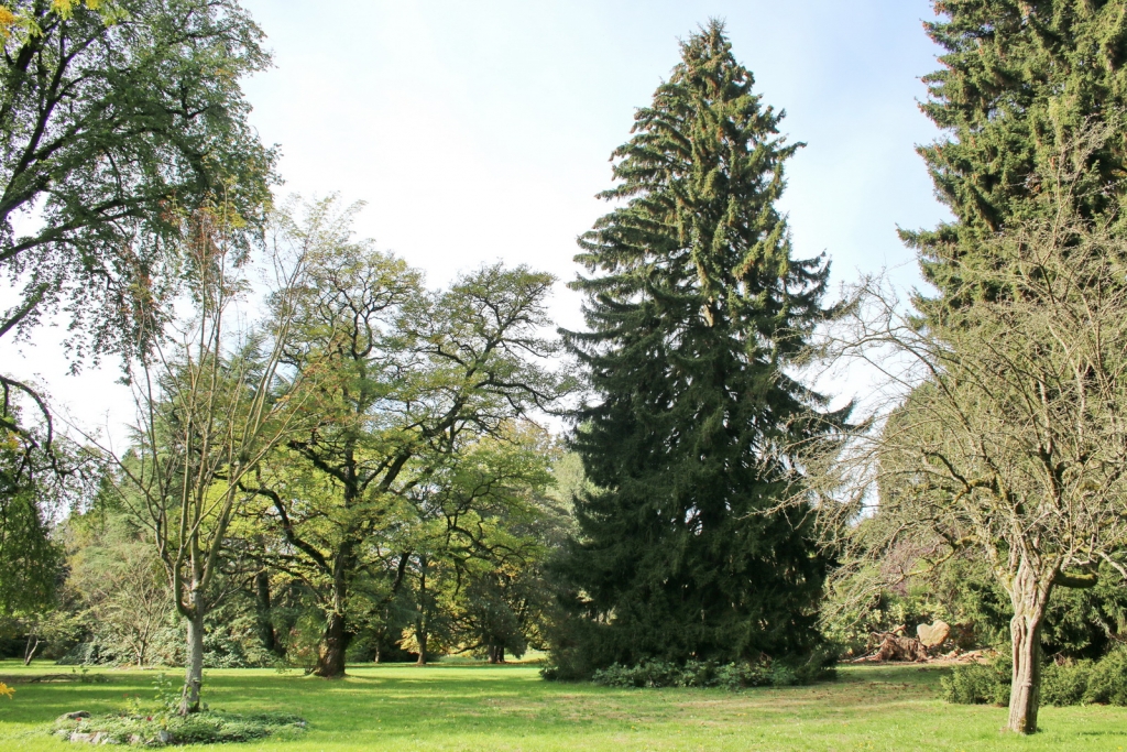 Picea orientalis