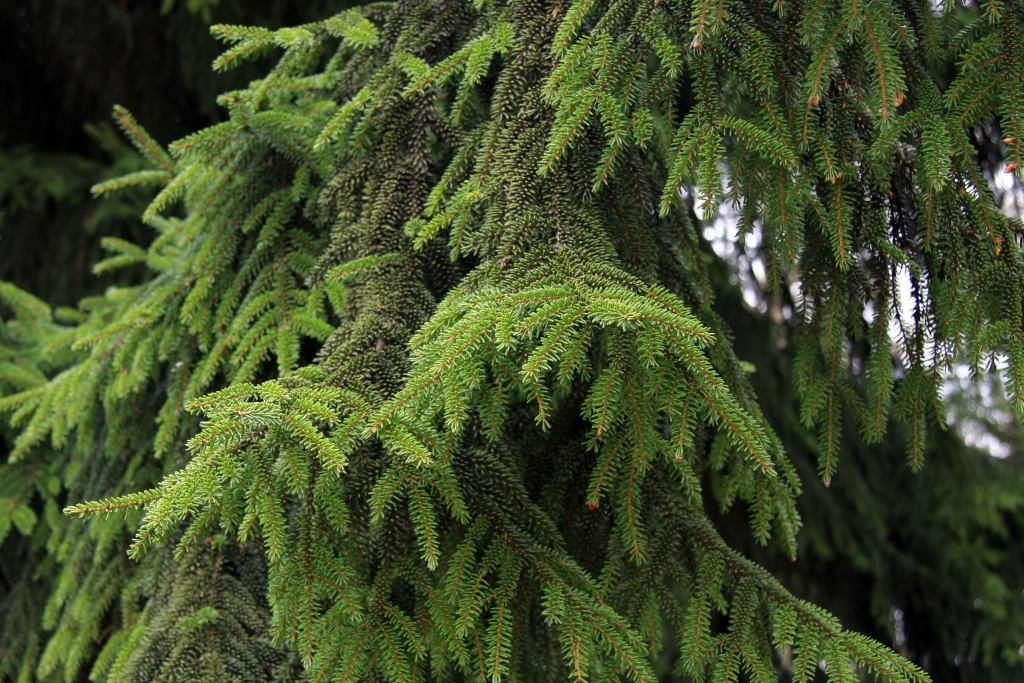 Picea orientalis