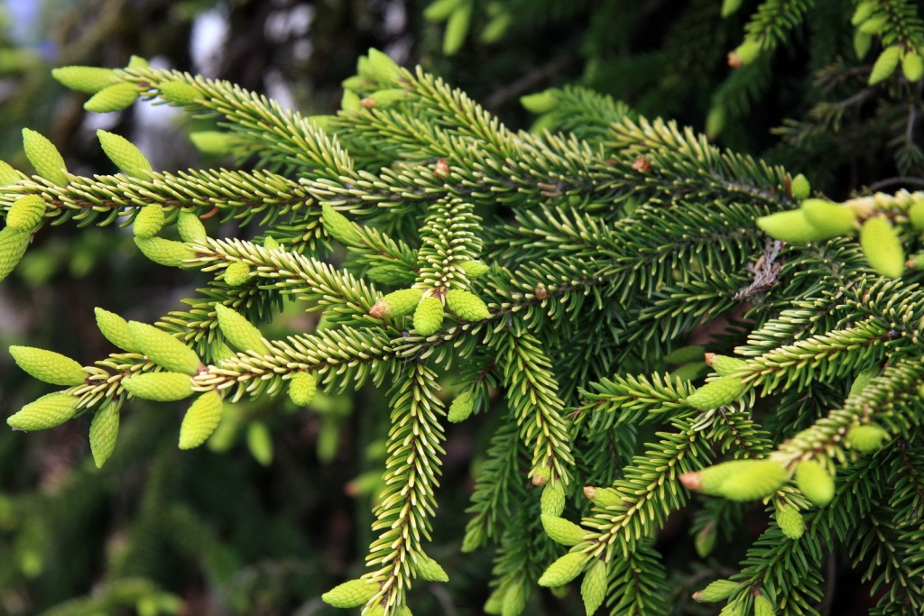 Picea orientalis