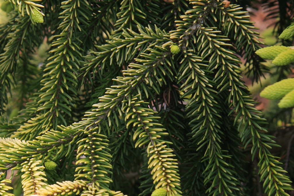 Picea orientalis