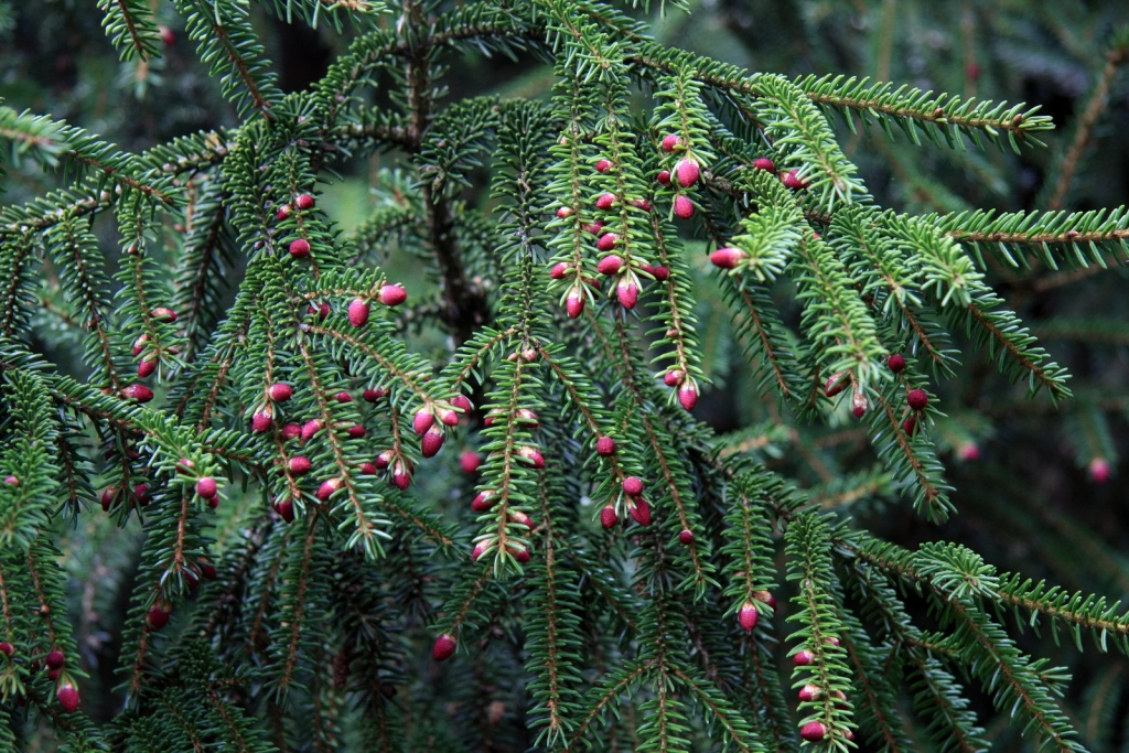 Picea orientalis