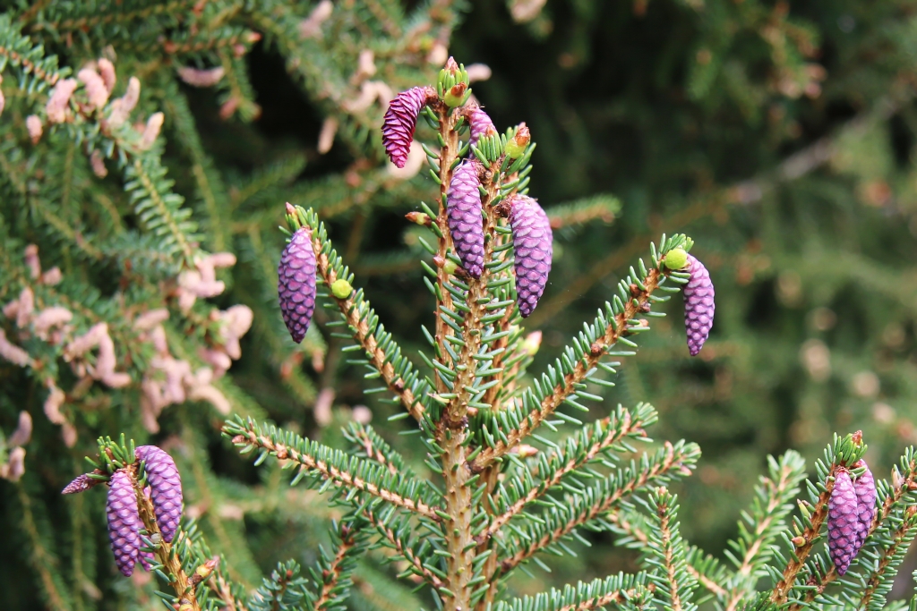Picea orientalis