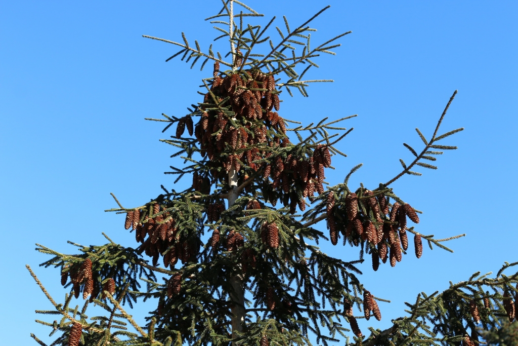 Picea orientalis