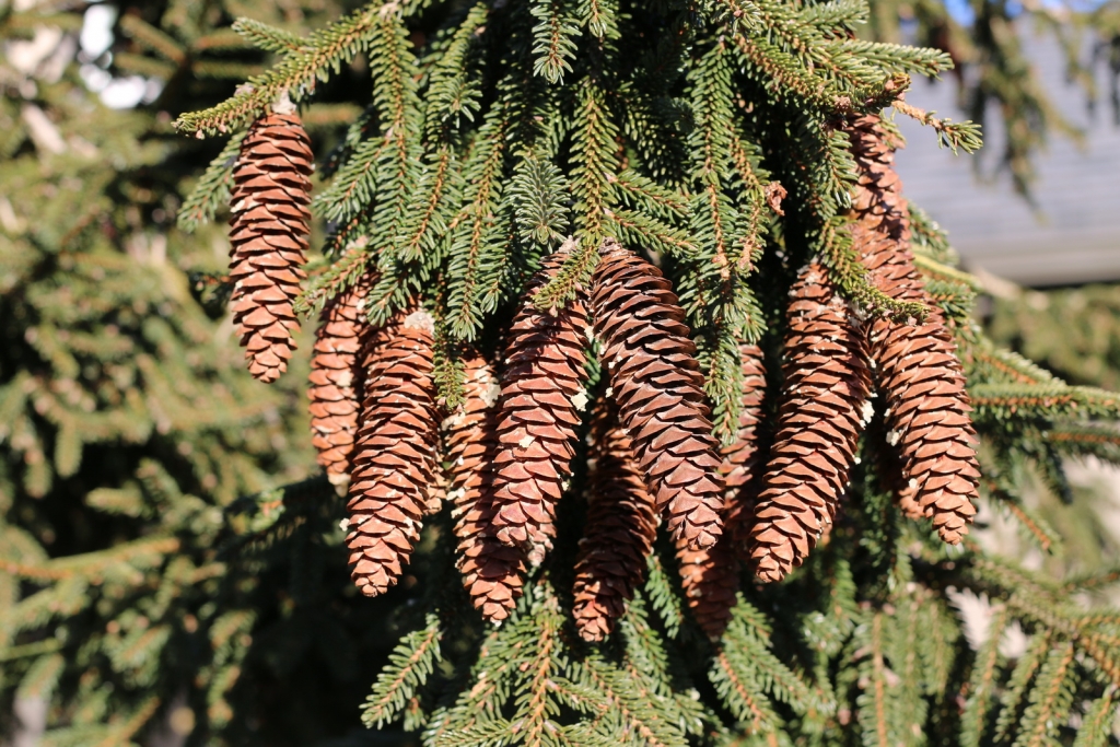 Picea orientalis