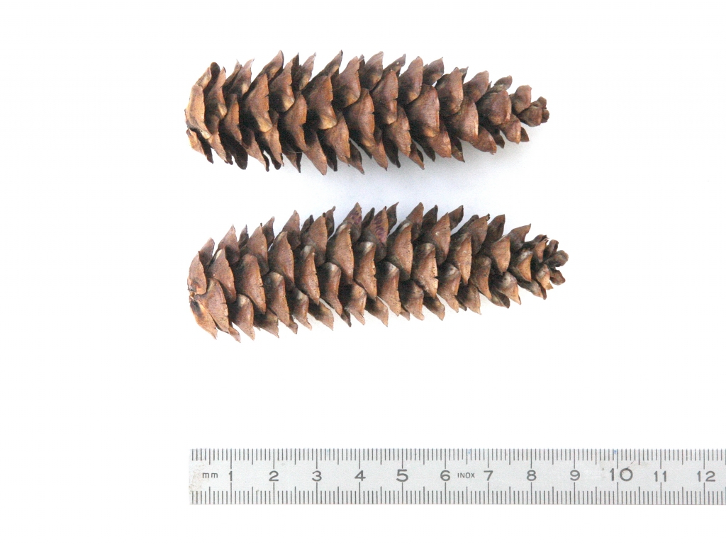 Picea orientalis