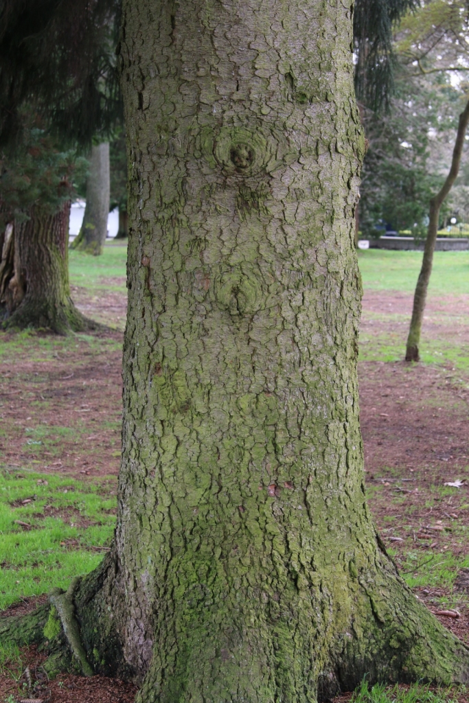 Picea orientalis