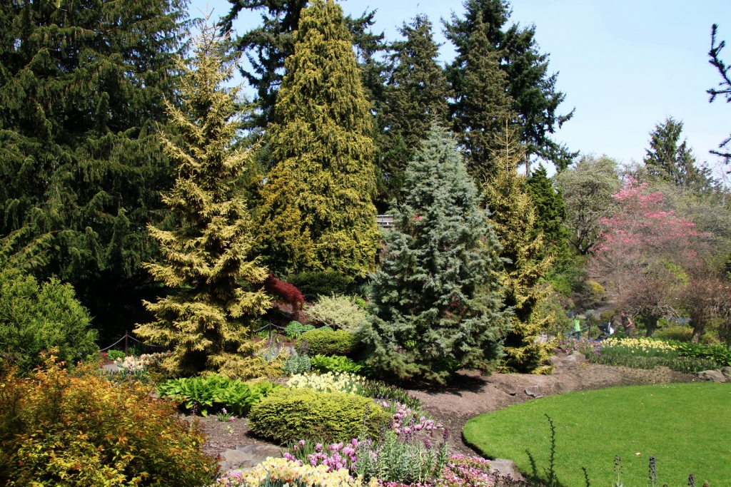 Picea orientalis