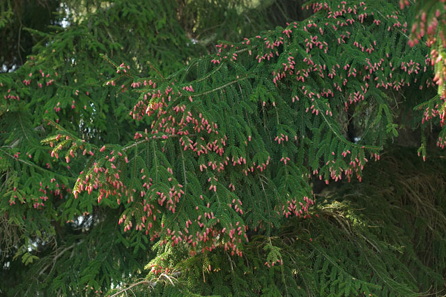 Picea orientalis