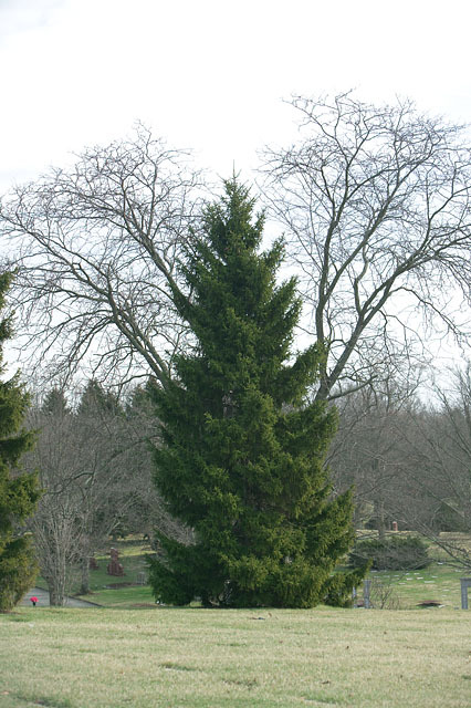Picea orientalis