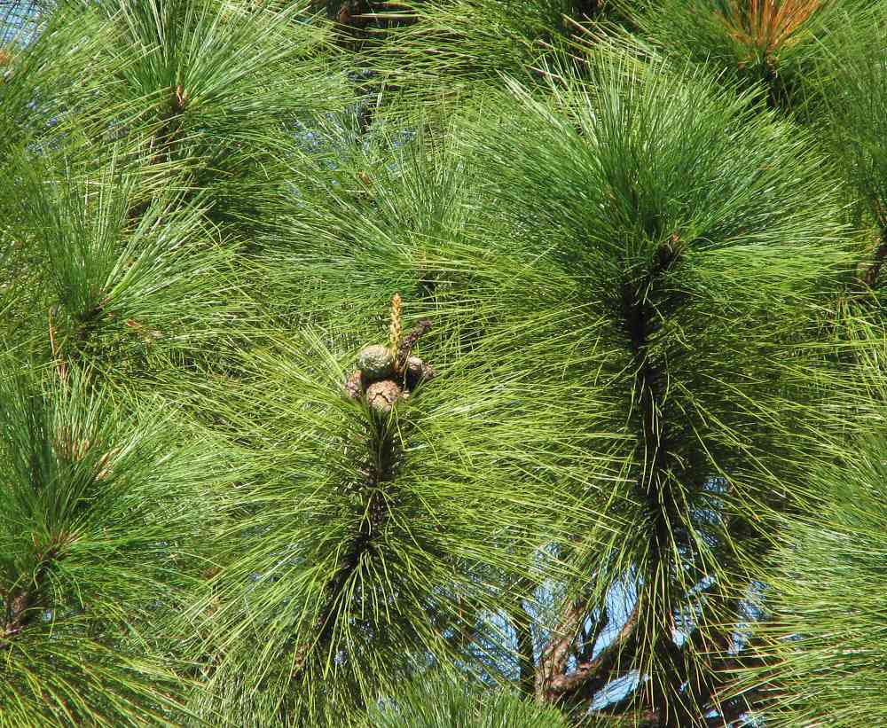 Pinus oocarpa