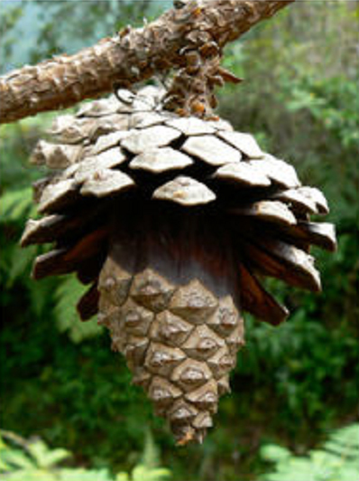 Pinus oocarpa