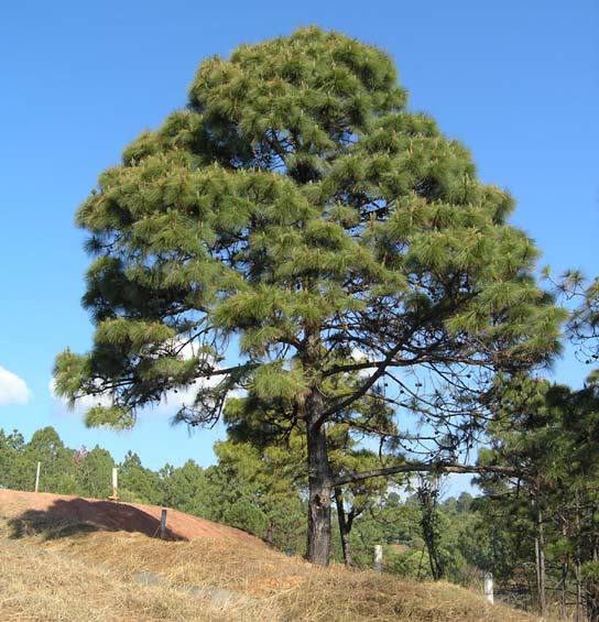 Pinus oocarpa
