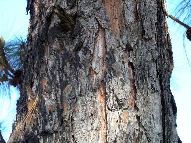 Pinus oocarpa