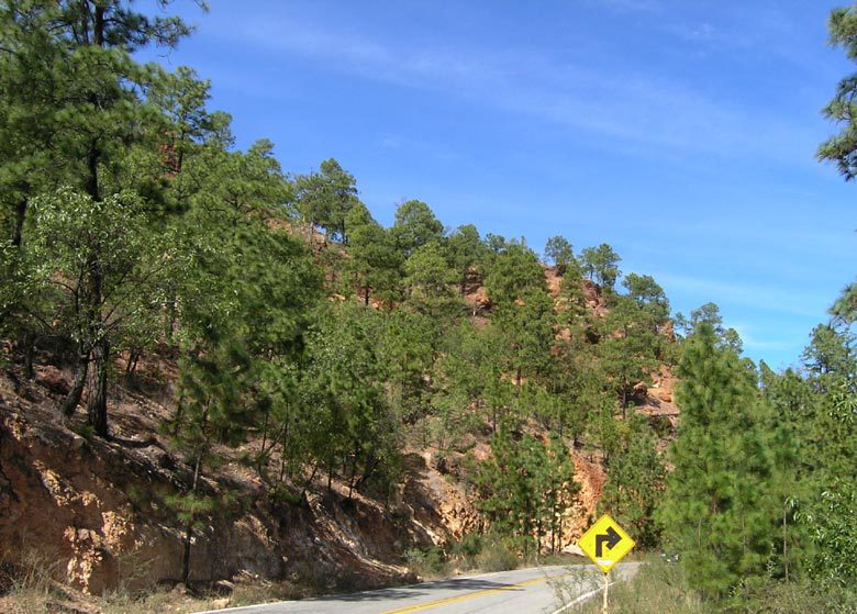 Pinus oocarpa